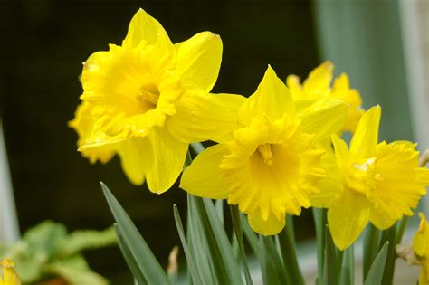 Free photo: Daffodils - Daffodil, Flower, Fragrance - Free Download - Jooinn
