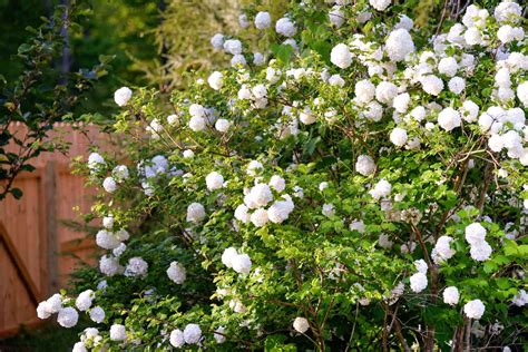 How To Grow And Care For Viburnum