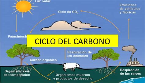 Ciclo del Carbono: Qué es, sus Etapas y qué Tipos hay