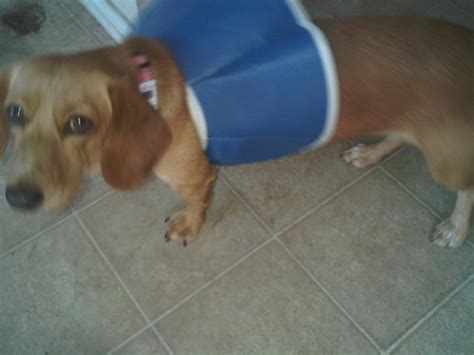 Pet Education: Elizabethan Collar Alternatives