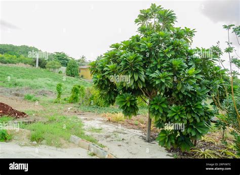 Mamey Sapote Tree Stock Photo - Alamy