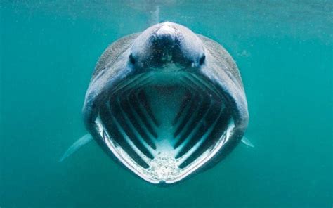 The truth about Britain's Shark is... | Basking shark, Ocean creatures, Shark photos