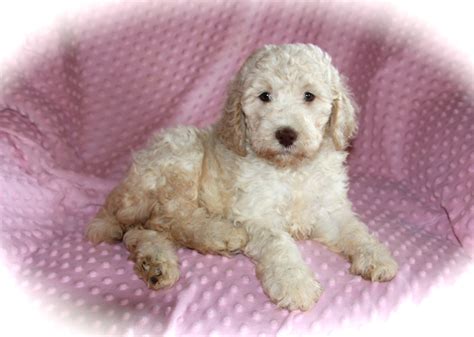 TheMoyenPoodle.com - Premium Moyen Poodle Breeder in Texas