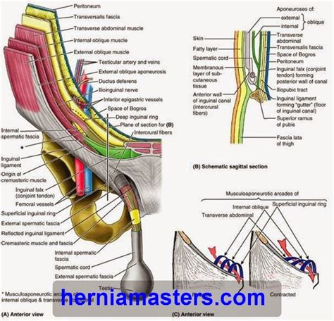 surgical anatomy of the inguinal canal of inguinal hernia http://www.herniamasters.com/2014/06 ...