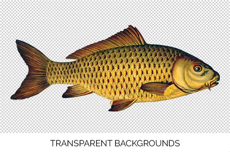 Carp Fish Clipart By Enliven Designs | TheHungryJPEG