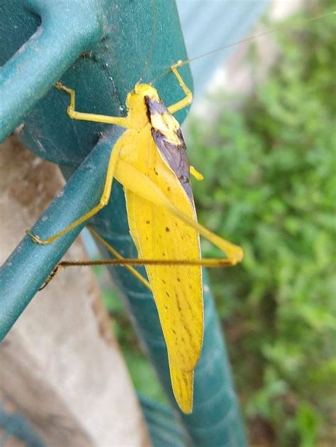 Common True Katydid - Oklahoma Zoo Safari USA