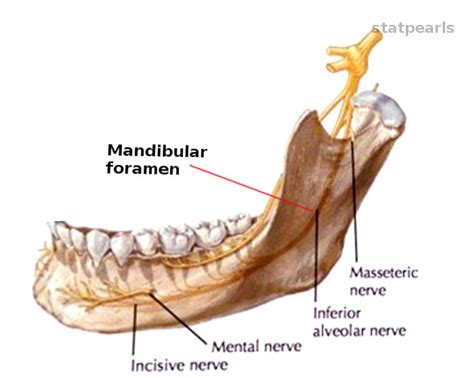 Mandibular Foramen