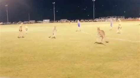Kangaroos disrupt a football match in Australia. Viral video leaves the Internet amused ...