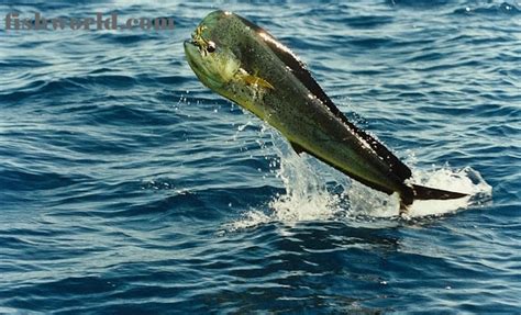 Fish Dorado (Coryphaena hippurus) | FISH WORLDs.com