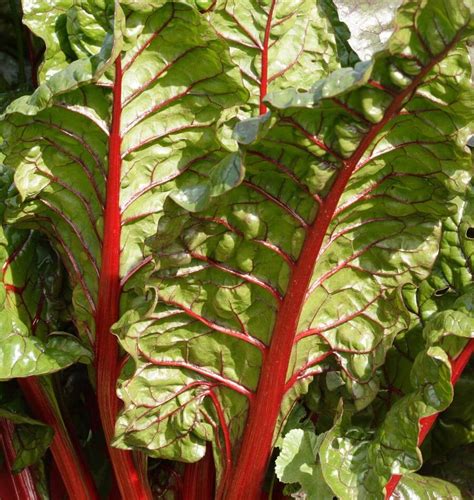 Rhubarb Chard Swiss Chard Seeds – West Coast Seeds