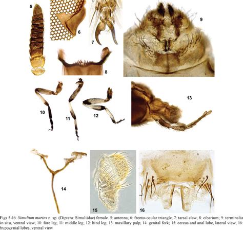 SciELO - Brasil - Simulium (Inaequalium) marins, a new species of black fly (Diptera: Simuliidae ...