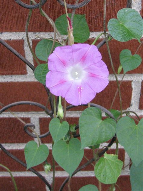 Pink Morning Glory Seeds (Certified Organic) | Garden Hoard – Certified ...