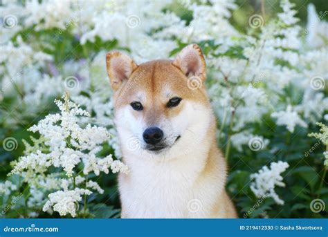 Portrait of a Female Dog of the Siba Inu Breed Stock Photo - Image of ...