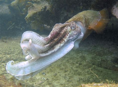 29. Mating Season » The Giant Cuttlefish