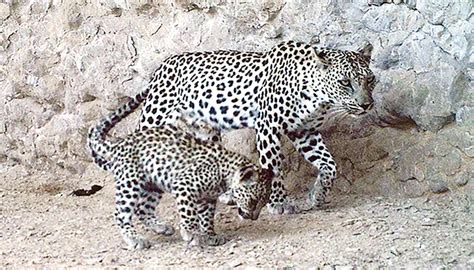 Rare image of Arabian leopard and cub captured in Oman's nature reserve ...