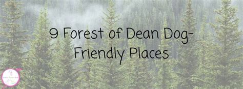 9 + Forest of Dean Dog-Friendly Places - Unicorns, Dinosaurs & Me