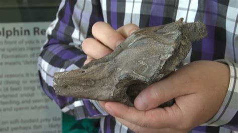 Ancient fossil of newly discovered dolphin species found in Wando River ...