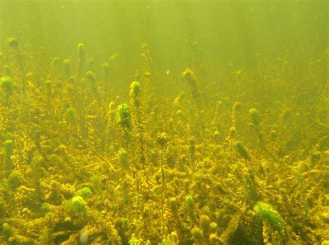 Typical Lagarosiphon major-dominated habitat prior to jute application ...