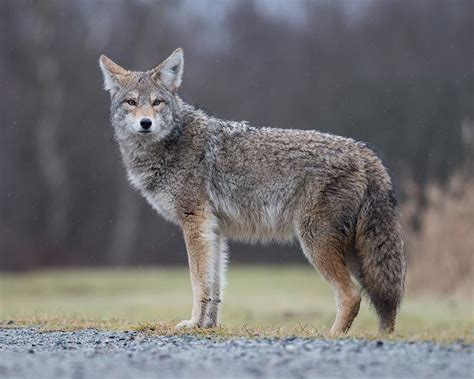 4 Effective Methods of Scaring Away Coyotes | Nite Guard