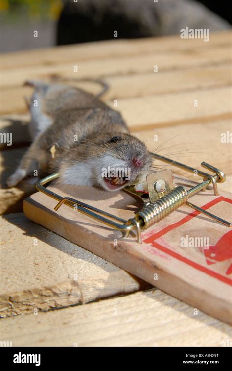 Caught in i a rat trap Stock Photo - Alamy