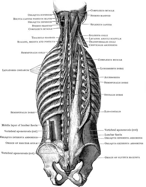 Back Muscles Chart : Back Muscles Exercise Weight Training Chart ...