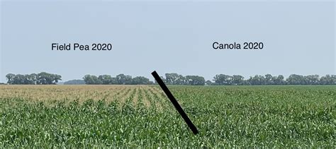 Can I Plant Corn in Rotation After Canola? – Field Crop News