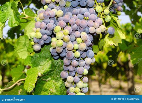 Grapes in a Vineyard in Central Italy Stock Image - Image of drink ...