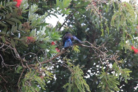 Stewart Island Wildlife : NewZealandWildlife