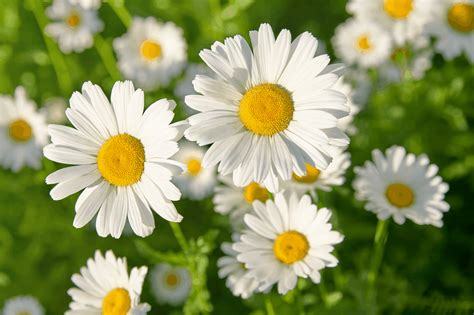 Daisy Symbolism And Meaning - What Do Daisy Flowers Represent?