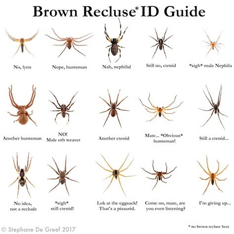 Illinois Spiders Identification Chart