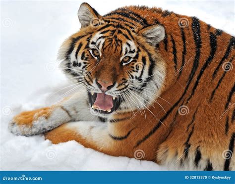 Siberian tiger stock photo. Image of clever, flora, forest - 32013370