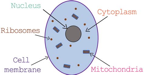 Animal Cell Labeled And Functions Gcse / GCSE Science Biology (9-1) Plant cells | Gcse science ...