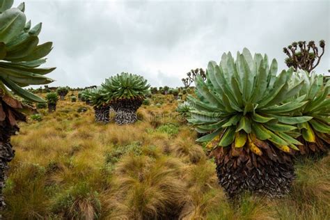 Giant Groundsels Growing in the Wild at Aberdare National Park, Kenya ...