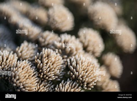 Agulhas National Park protects fynbos habitat and offers hiking trails and beach combing near ...