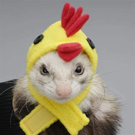 halloween ferret costume hats - Ferret Lovers