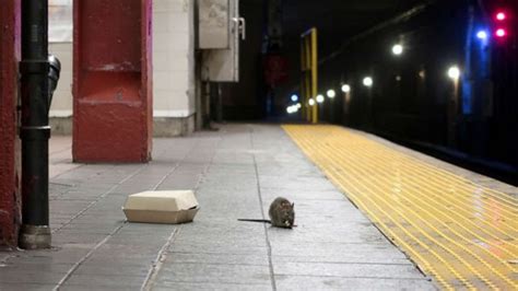 New York City names its first-ever 'rat czar' - Good Morning America