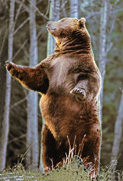 Big Brown Bears - North American Bear CenterNorth American Bear Center