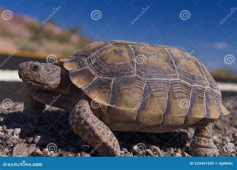 Desert Tortoise Closeup in Death Valley Stock Image - Image of watching ...