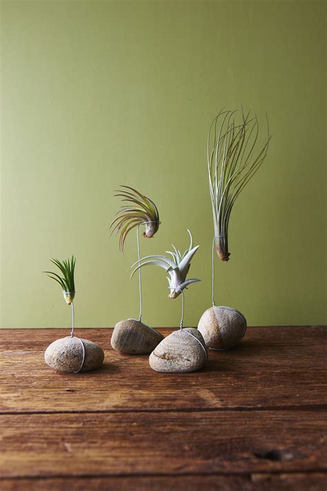 Tillandsias - It's All About Air DIY Air Plant Stone Displays #airplants | Air plants diy, Air ...