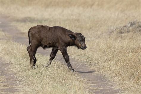 Cape Buffalo or African Buffalo, Syncerus Caffer Calf, Maasai Mara ...