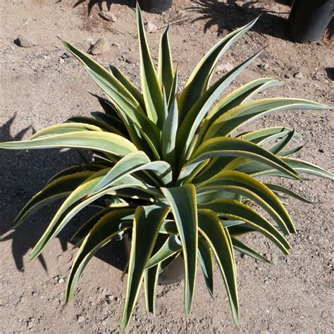 Variegated Smooth Agave