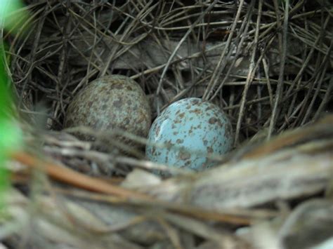 Cardinal Eggs | Flickr - Photo Sharing!