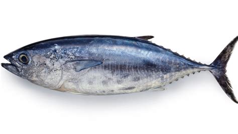 Bluefin Tuna Species WWF, 41% OFF | www.elevate.in