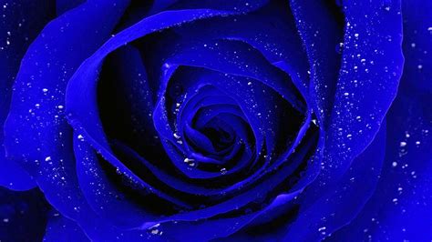 Blue Rose Wallpapers Images Photos Pictures Backgrounds