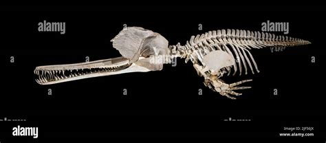 The skeleton of the South Asian river dolphin, The Ganges river dolphin ...