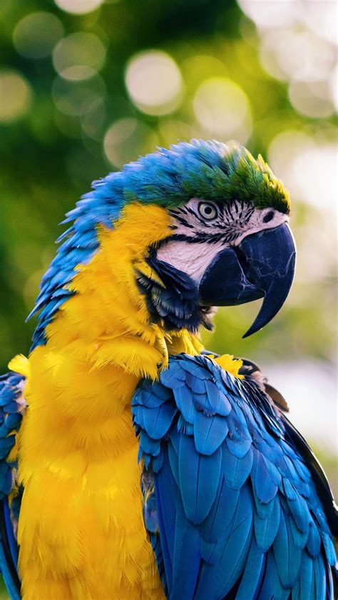 Parrot Wallpaper - iXpap