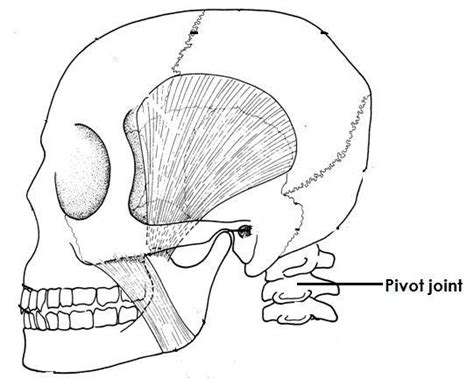 Pivot joint What is a pivot joint? - reviseug.com