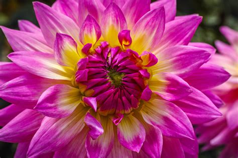 Many Colors of Dahlias | Focal World