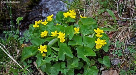 Caltha palustris | Marsh marigold | Edible and Medicinal Uses | Charles W. Kane | Applied ...