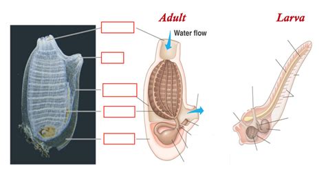 Tunicate Anatomy Diagram | Quizlet